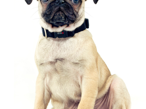 Hunde